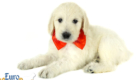 Lucy_Tucker_Aug2021_6WK_Mr. Orange_3