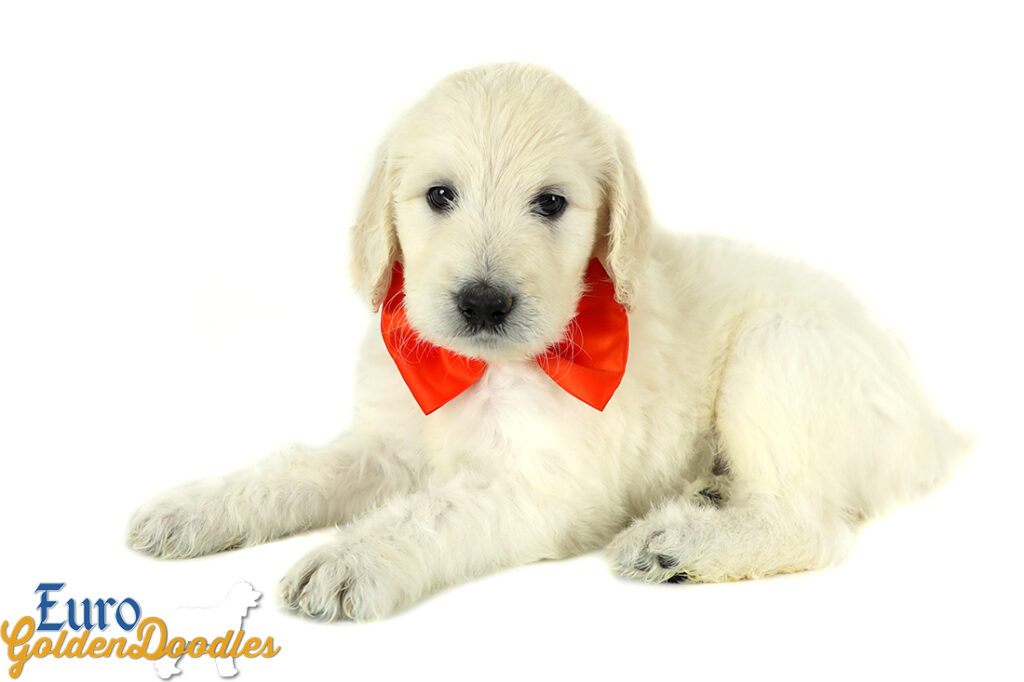 Lucy_Tucker_Aug2021_6WK_Mr. Orange_3 Lucy_Tucker_Aug2021_6WK_Mr. Orange_3