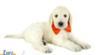 Lucy_Tucker_Aug2021_6WK_Mr. Orange_5