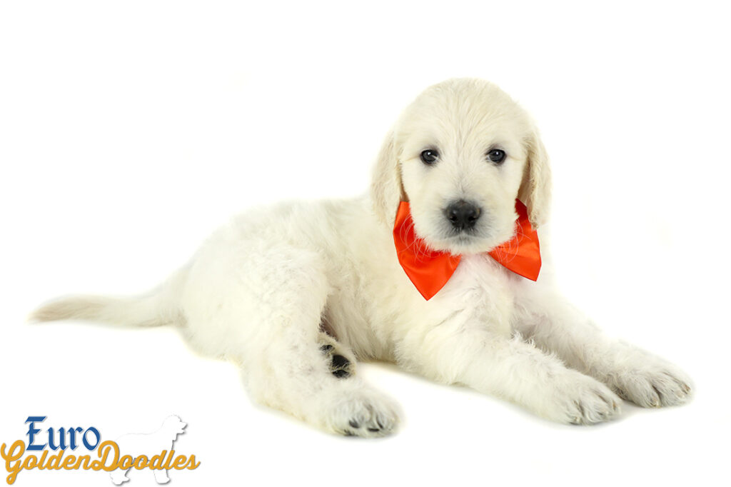 Lucy_Tucker_Aug2021_6WK_Mr. Orange_5 Lucy_Tucker_Aug2021_6WK_Mr. Orange_5