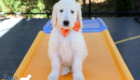 Lucy_Tucker_Aug2021_9WK_Mr. Orange_2