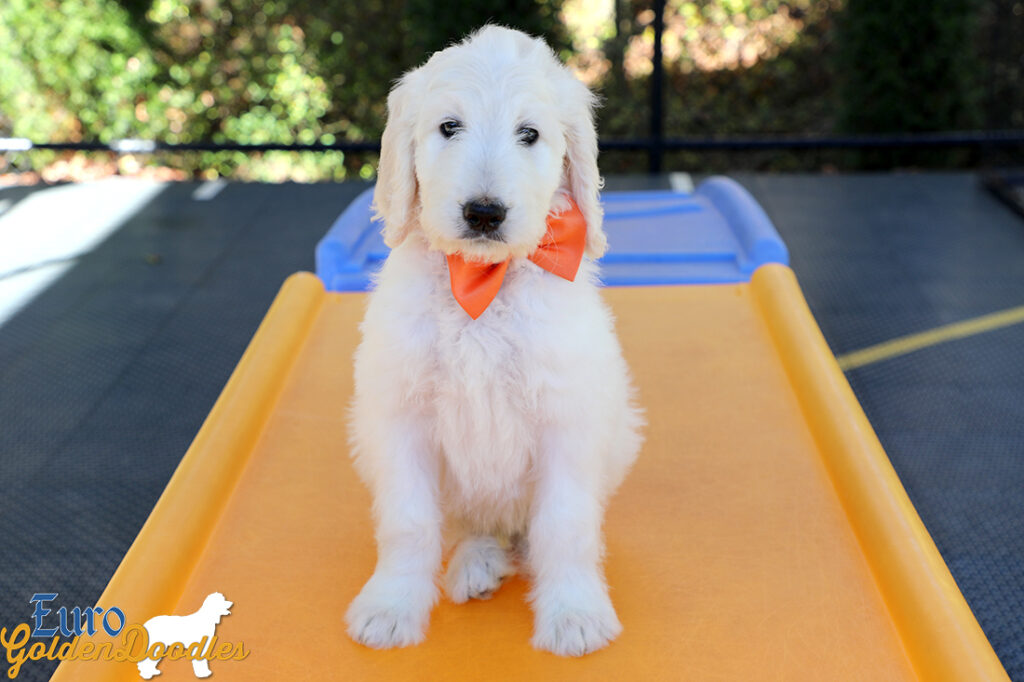Lucy_Tucker_Aug2021_9WK_Mr. Orange_2 Lucy_Tucker_Aug2021_9WK_Mr. Orange_2