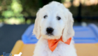 Lucy_Tucker_Aug2021_9WK_Mr. Orange_3