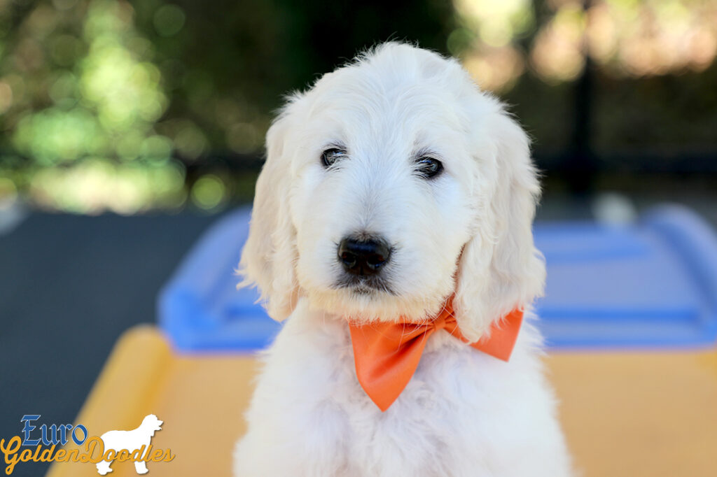 Lucy_Tucker_Aug2021_9WK_Mr. Orange_3 Lucy_Tucker_Aug2021_9WK_Mr. Orange_3