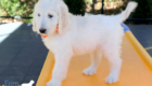 Lucy_Tucker_Aug2021_9WK_Mr. Orange_4
