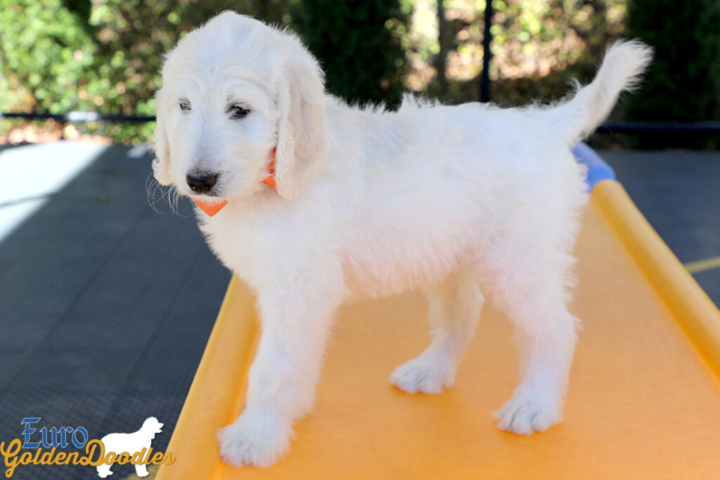 Lucy_Tucker_Aug2021_9WK_Mr. Orange_4 Lucy_Tucker_Aug2021_9WK_Mr. Orange_4