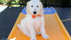 Lucy_Tucker_Aug2021_9WK_Mr. Orange_5