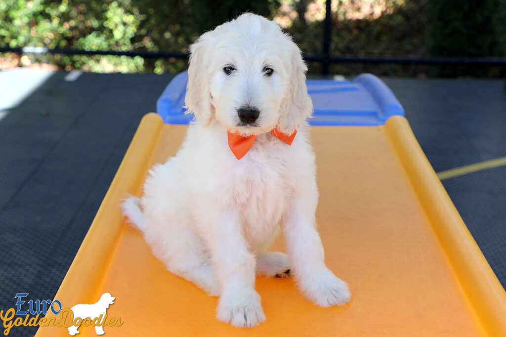 Lucy_Tucker_Aug2021_9WK_Mr. Orange_5 Lucy_Tucker_Aug2021_9WK_Mr. Orange_5