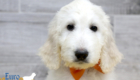 Lucy_Tucker_Aug2021_10WK_Ms Orange_2