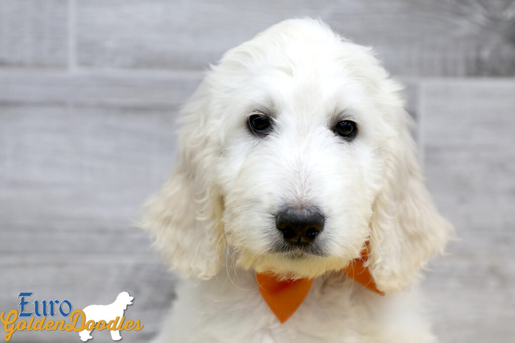 Lucy_Tucker_Aug2021_10WK_Ms Orange_2 Lucy_Tucker_Aug2021_10WK_Ms Orange_2