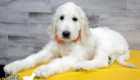 Lucy_Tucker_Aug2021_10WK_Ms Orange_3