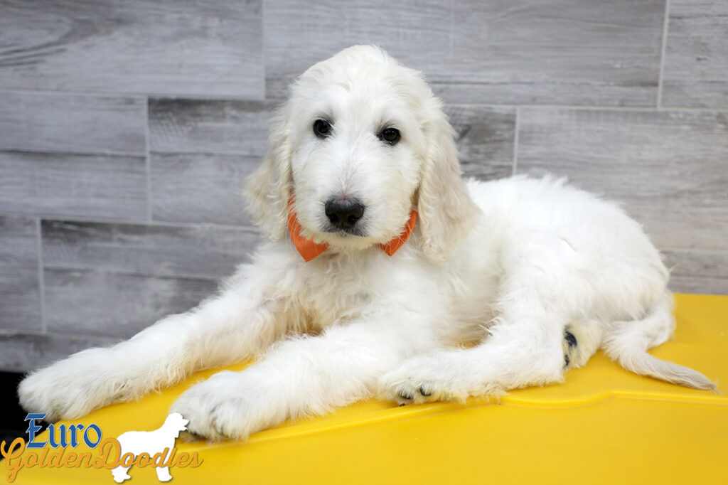 Lucy_Tucker_Aug2021_10WK_Ms Orange_3 Lucy_Tucker_Aug2021_10WK_Ms Orange_3