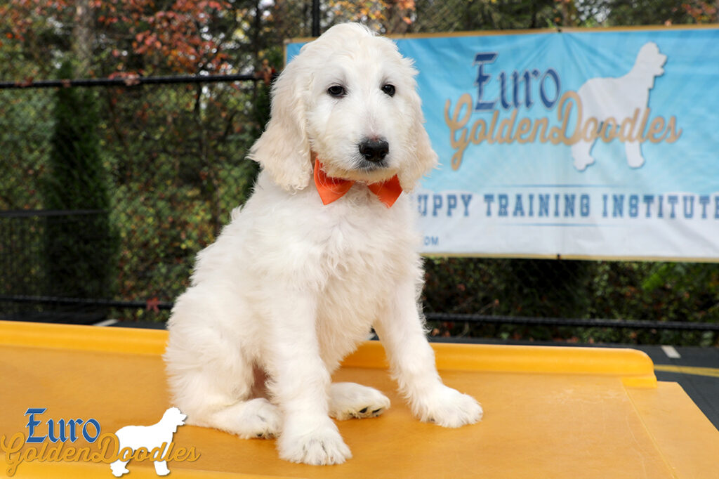 Lucy_Tucker_Aug2021_10WK_Ms Orange_6 Lucy_Tucker_Aug2021_10WK_Ms Orange_6
