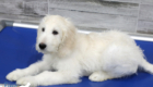 Lucy_Tucker_Aug21_12WK_Mr Orange_1
