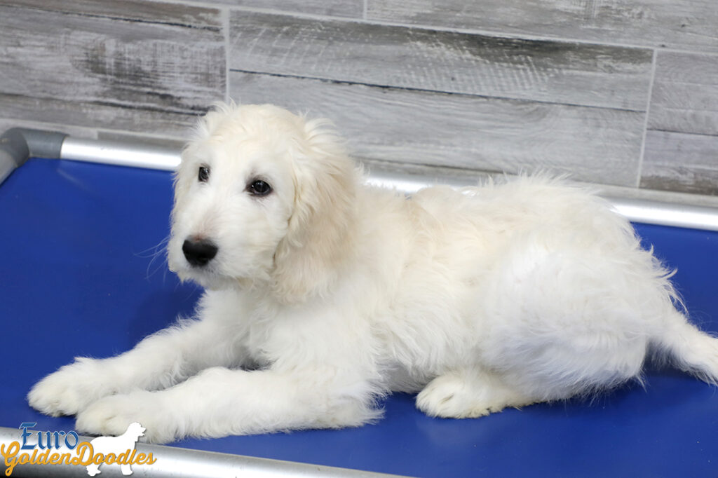 Lucy_Tucker_Aug21_12WK_Mr Orange_1 Lucy_Tucker_Aug21_12WK_Mr Orange_1