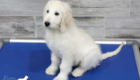 Lucy_Tucker_Aug21_12WK_Mr Orange_2