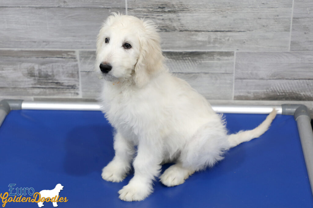 Lucy_Tucker_Aug21_12WK_Mr Orange_2 Lucy_Tucker_Aug21_12WK_Mr Orange_2