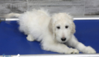 Lucy_Tucker_Aug21_12WK_Mr Orange_3