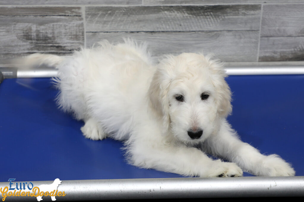 Lucy_Tucker_Aug21_12WK_Mr Orange_3 Lucy_Tucker_Aug21_12WK_Mr Orange_3