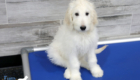 Lucy_Tucker_Aug21_12WK_Mr Orange_4