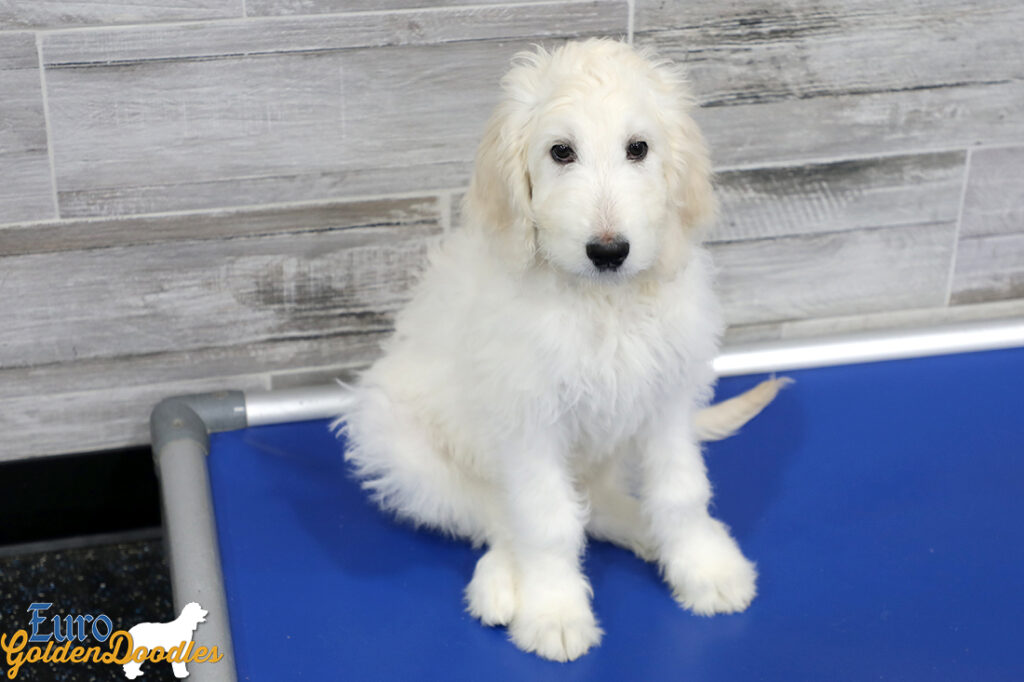 Lucy_Tucker_Aug21_12WK_Mr Orange_4 Lucy_Tucker_Aug21_12WK_Mr Orange_4