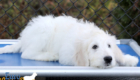 Lucy_Tucker_Aug21_14WK_Mr. Orange_1