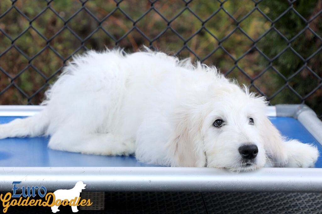 Lucy_Tucker_Aug21_14WK_Mr. Orange_1 Lucy_Tucker_Aug21_14WK_Mr. Orange_1