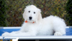 Lucy_Tucker_Aug21_14WK_Mr. Orange_3