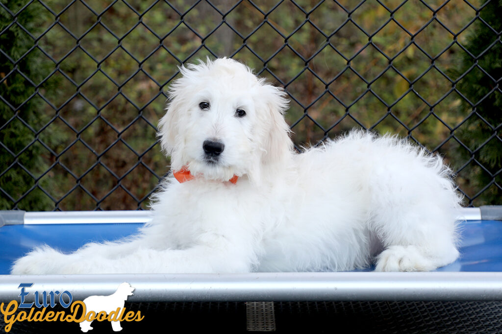 Lucy_Tucker_Aug21_14WK_Mr. Orange_3 Lucy_Tucker_Aug21_14WK_Mr. Orange_3