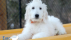 Lucy_Tucker_Aug21_14WK_Mr. Orange_5