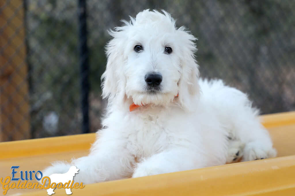 Lucy_Tucker_Aug21_14WK_Mr. Orange_5 Lucy_Tucker_Aug21_14WK_Mr. Orange_5