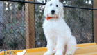 Lucy_Tucker_Aug21_14WK_Mr. Orange_6