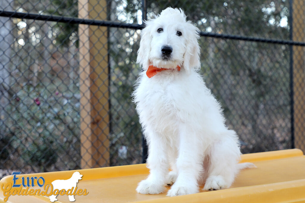 Lucy_Tucker_Aug21_14WK_Mr. Orange_6 Lucy_Tucker_Aug21_14WK_Mr. Orange_6
