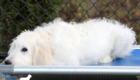 Lucy_Tucker_Aug21_16WK_Mr. Orange_1