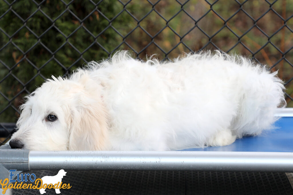 Lucy_Tucker_Aug21_16WK_Mr. Orange_1 Lucy_Tucker_Aug21_16WK_Mr. Orange_1
