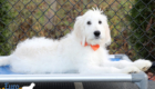 Lucy_Tucker_Aug21_16WK_Mr. Orange_2