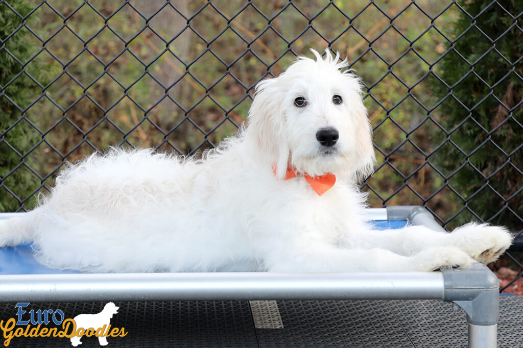 Lucy_Tucker_Aug21_16WK_Mr. Orange_2 Lucy_Tucker_Aug21_16WK_Mr. Orange_2