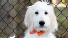 Lucy_Tucker_Aug21_16WK_Mr. Orange_3