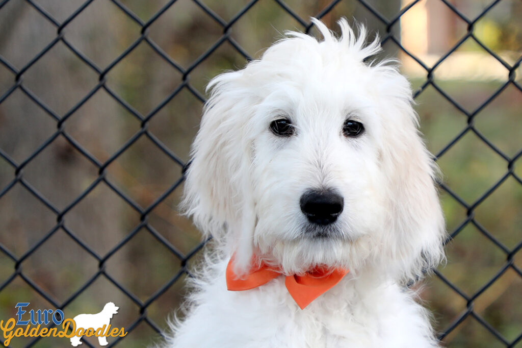 Lucy_Tucker_Aug21_16WK_Mr. Orange_3 Lucy_Tucker_Aug21_16WK_Mr. Orange_3