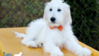 Lucy_Tucker_Aug21_16WK_Mr. Orange_4