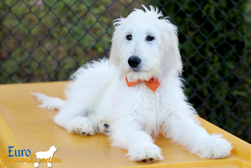 Lucy_Tucker_Aug21_16WK_Mr. Orange_4 Lucy_Tucker_Aug21_16WK_Mr. Orange_4