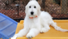 Lucy_Tucker_Aug2021_18WK_Mr. Orange_3