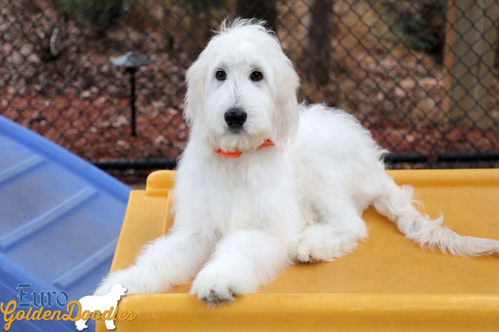 Lucy_Tucker_Aug2021_18WK_Mr. Orange_3 Lucy_Tucker_Aug2021_18WK_Mr. Orange_3