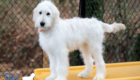 Lucy_Tucker_Aug2021_18WK_Mr. Orange_4