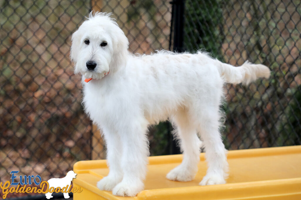 Lucy_Tucker_Aug2021_18WK_Mr. Orange_4 Lucy_Tucker_Aug2021_18WK_Mr. Orange_4