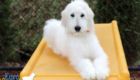 Lucy_Tucker_Aug2021_18WK_Mr. Orange_5