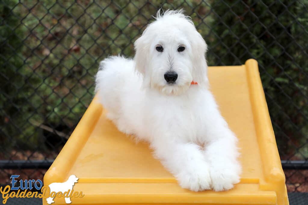 Lucy_Tucker_Aug2021_18WK_Mr. Orange_5 Lucy_Tucker_Aug2021_18WK_Mr. Orange_5