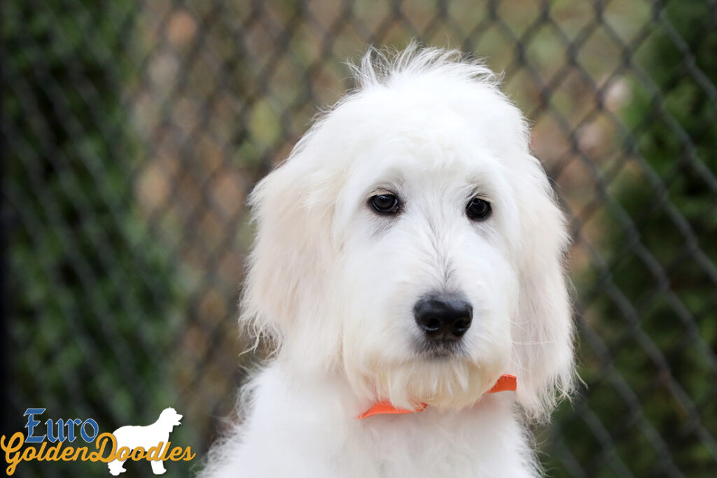 Lucy_Tucker_Aug2021_18WK_Mr. Orange_6 Lucy_Tucker_Aug2021_18WK_Mr. Orange_6