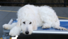 Lucy_Tucker_Aug21_24WK_Mr. Orange1