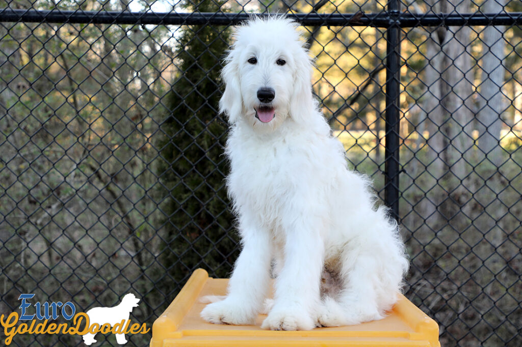 Lucy_Tucker_Aug21_24WK_Mr. Orange13 Lucy_Tucker_Aug21_24WK_Mr. Orange13